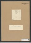 Coscinodiscus elegans Grev. (de-Toni-Nr.: Genus 202, Species 5112) Zeichnungen Sammlung Grunow Nr. 8874 (NHMW-BOT-W0378514)